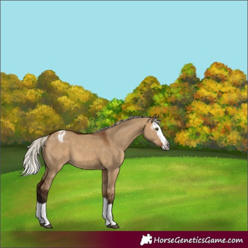 Horse Color:Gray Silver Bay Dun Splash Appaloosa 