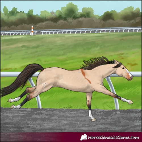 Horse Color:Bay Dun 