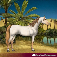 Horse Color:Red Dun Roan 