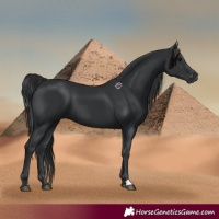 Horse Color:Black 