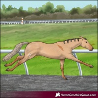 Horse Color:Red Dun 