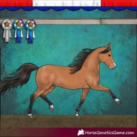 Horse Color:Bay 