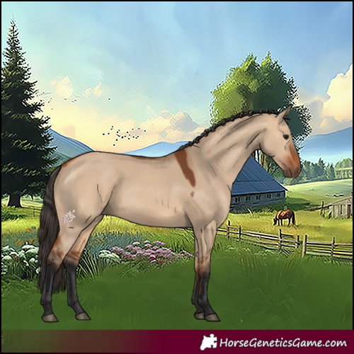 Horse Color:Bay Dun 
