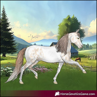 Horse Color:Amber Champagne Dun Tobiano Frame Near Leopard 