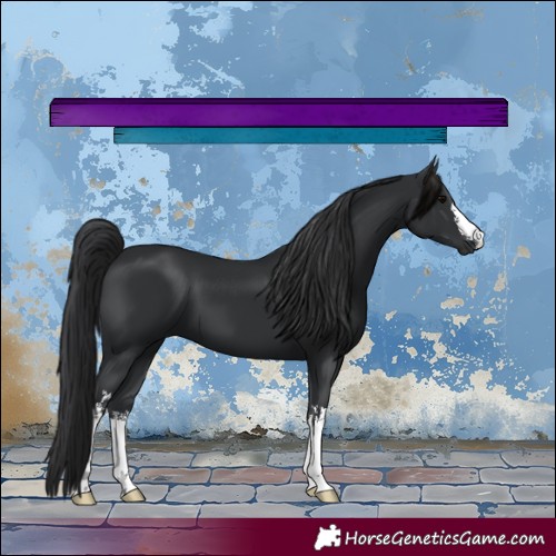 Horse Color:White Spotted Black 