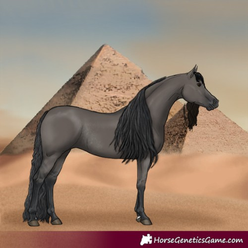 Horse Color:Grullo Rabicano 
