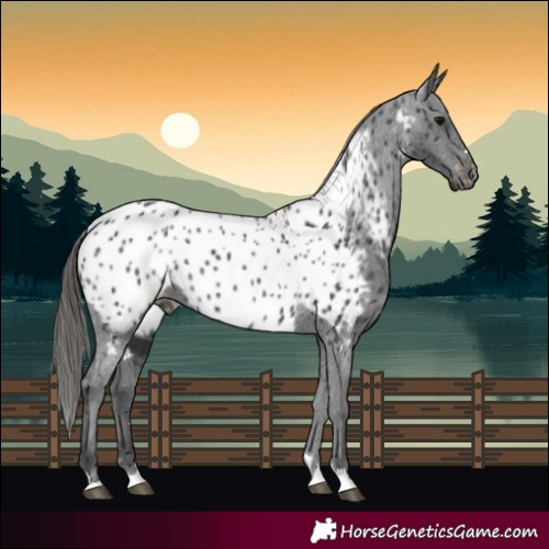 Horse Color:Black Near Leopard