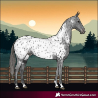 Horse Color:Black Appaloosa