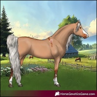 Horse Color:Silver Bay Dun 