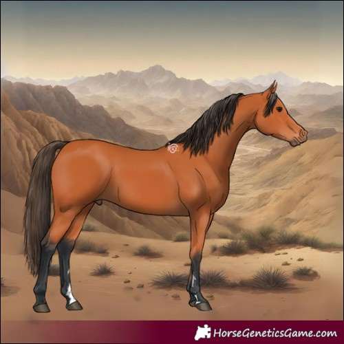 Horse Color:Bay 