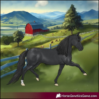 Horse Color:Black 