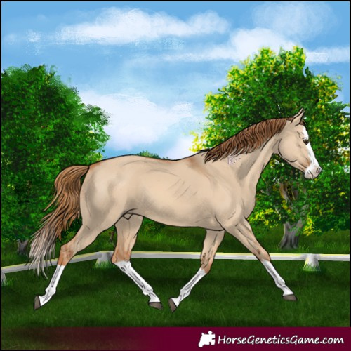 Horse Color:Red Dun Splash 