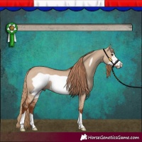 Horse Color:Red Dun Frame 