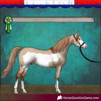 Horse Color:Red Dun Frame 