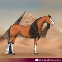 Horse Color:Bay Splash