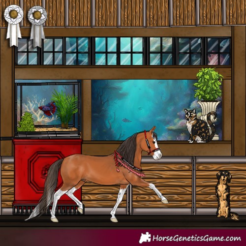 Horse Color:Bay Splash 