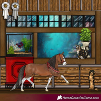 Horse Color:Bay Splash 