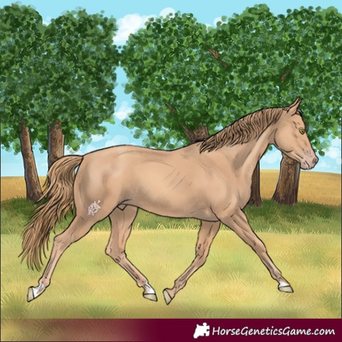 Horse Color:Gold Champagne 