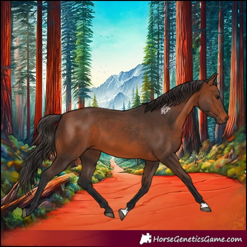 Horse Color:Bay 