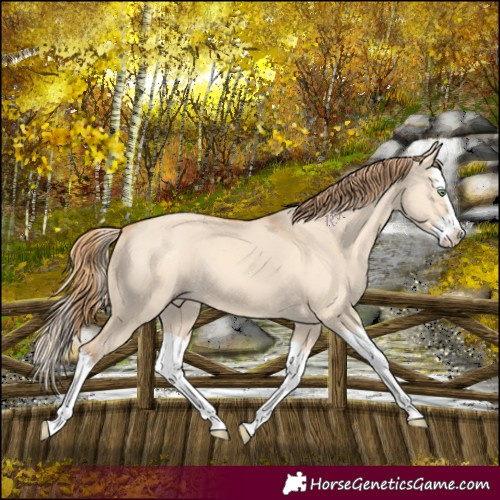 Horse Color:Gold Champagne Dun Splash 