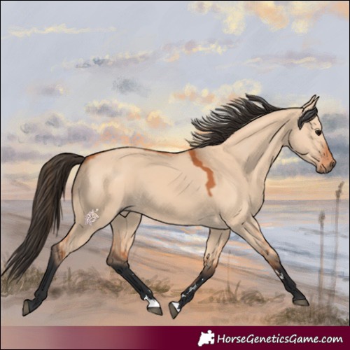 Horse Color:Bay Dun 