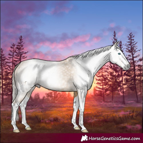 Horse Color:Gray Red Dun Splash 