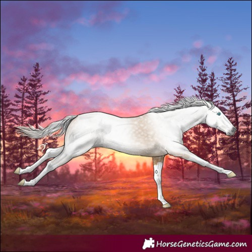 Horse Color:Gray Red Dun Splash 