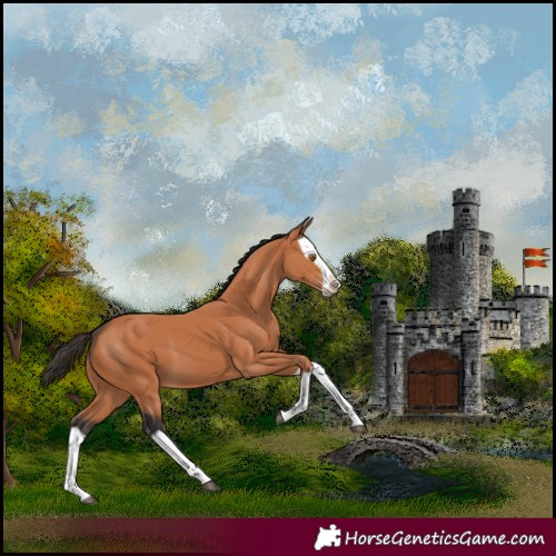 Horse Color:Bay Splash 