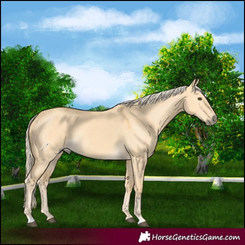 Horse Color:Palomino Dun 