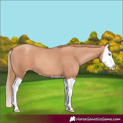Horse Color:Gold Champagne Splash 