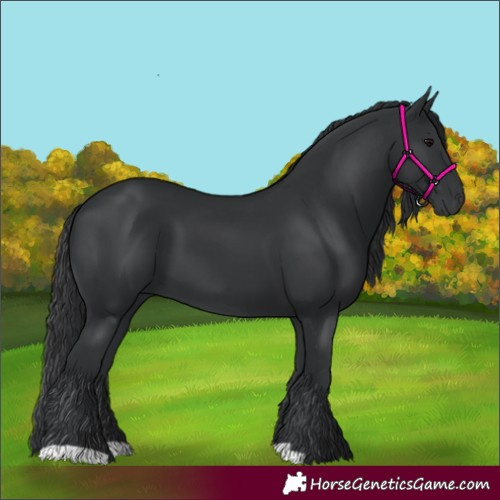 Horse Color:Black 