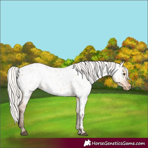 Horse Color:Silver Bay Dun Near Leopard