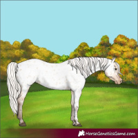 Horse Color:Silver Bay Dun Near Leopard