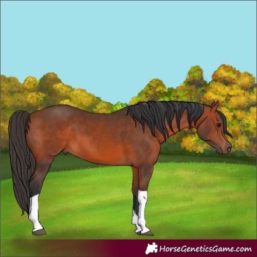 Horse Color:Bay Tobiano 