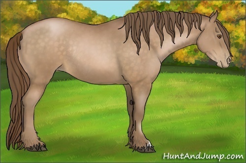 Horse Color:Bay Pearl Rabicano 