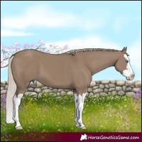 Horse Color:Silver Grullo Splash 