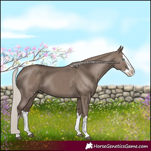 Horse Color:Silver Grullo Splash 