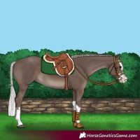 Horse Color:Silver Black Splash 