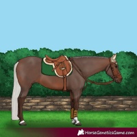 Horse Color:Silver Brown Tobiano 