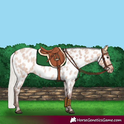 Horse Color:Silver Bay Roan Dun Near Leopard 