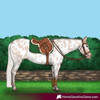 Horse Color:Silver Bay Roan Dun Near Leopard 