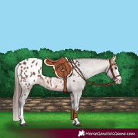 Horse Color:Bay Splash Appaloosa 