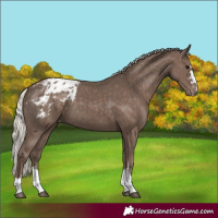 Horse Color:Silver Black Appaloosa 