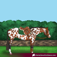 Horse Color:Bay Appaloosa 