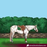 Horse Color:Bay Dun Near Leopard 