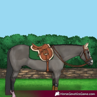 Horse Color:Grullo 
