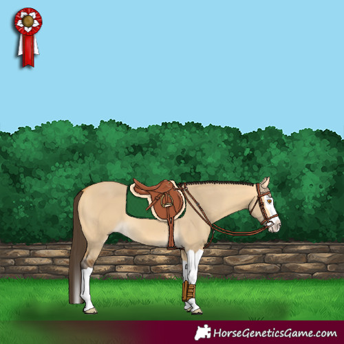 Horse Color:Buckskin Dun Splash 