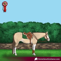 Horse Color:Buckskin Dun Splash 
