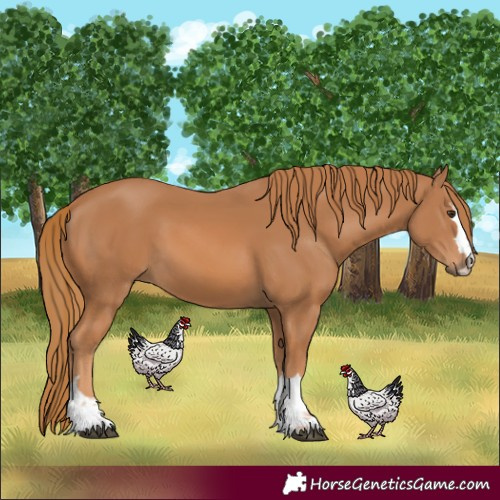 Horse Color:Chestnut 