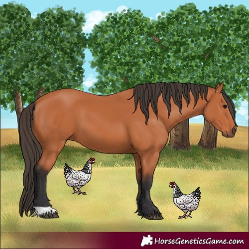 Horse Color:Bay 